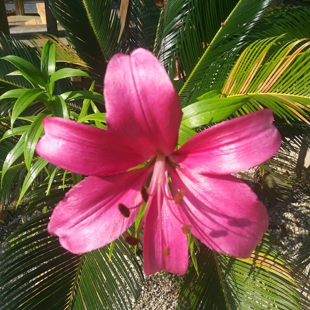 Meet your Posher, Rousandra
